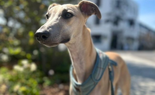 Harvey, the Whippet