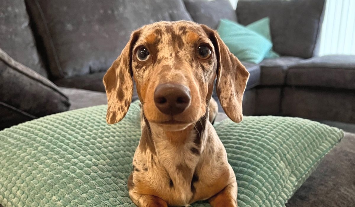 A sweet Dachshund pup lying on a geometric cushion.