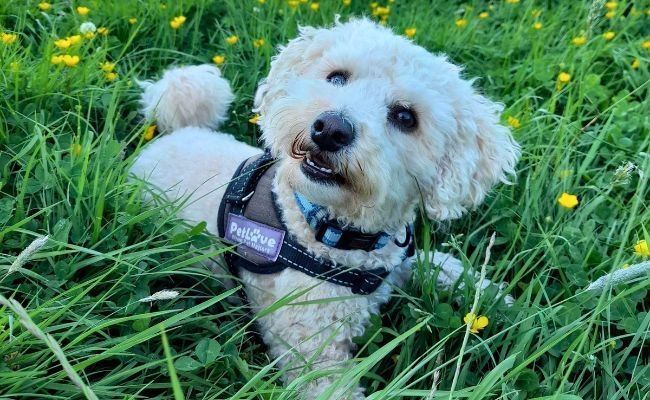 Louise, the Bichon Frise