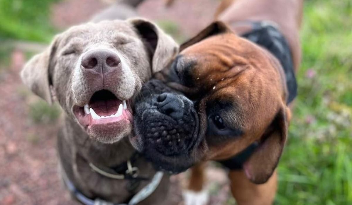 two dogs looking happy, perhaps about their owners saving money, who knows?