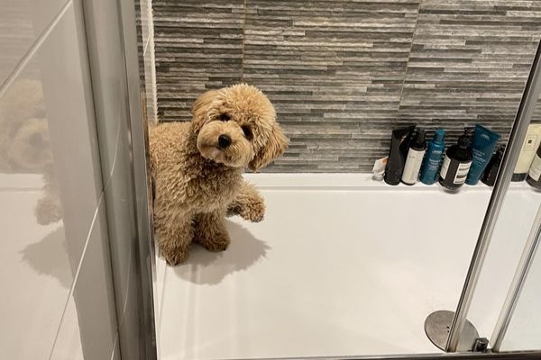 Babs, the Cross Breed, looking naughty in the shower