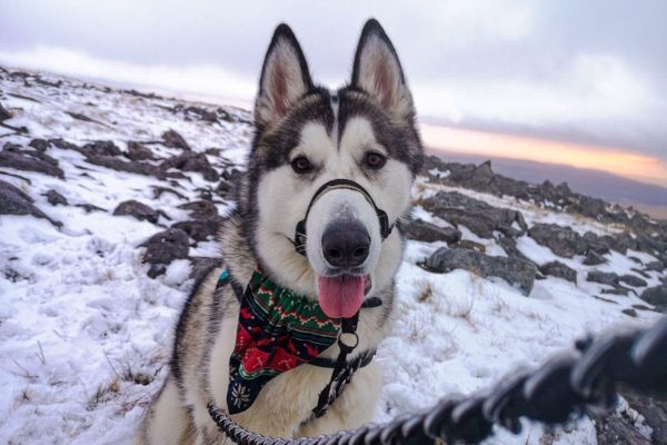 Apollo, the Alaskan Malamute