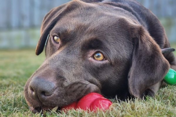 Brie, the Labrador retriever