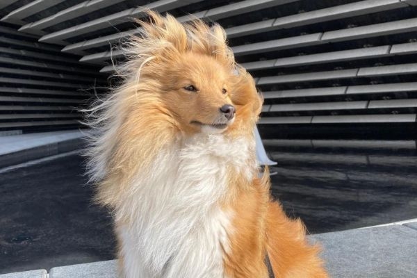 A Shetland Sheepdog sitting proudly with the wind blowing their hair back.