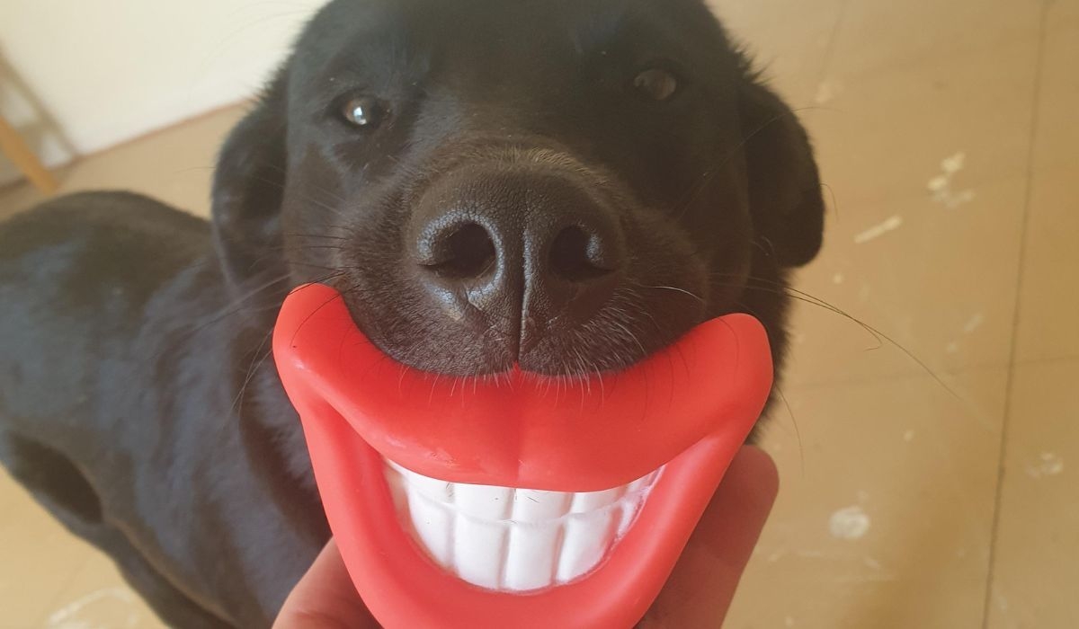 black doggy with a funny dental chew stick in its mouth