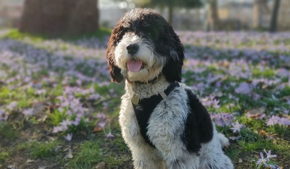 Best dog walks in Horsham