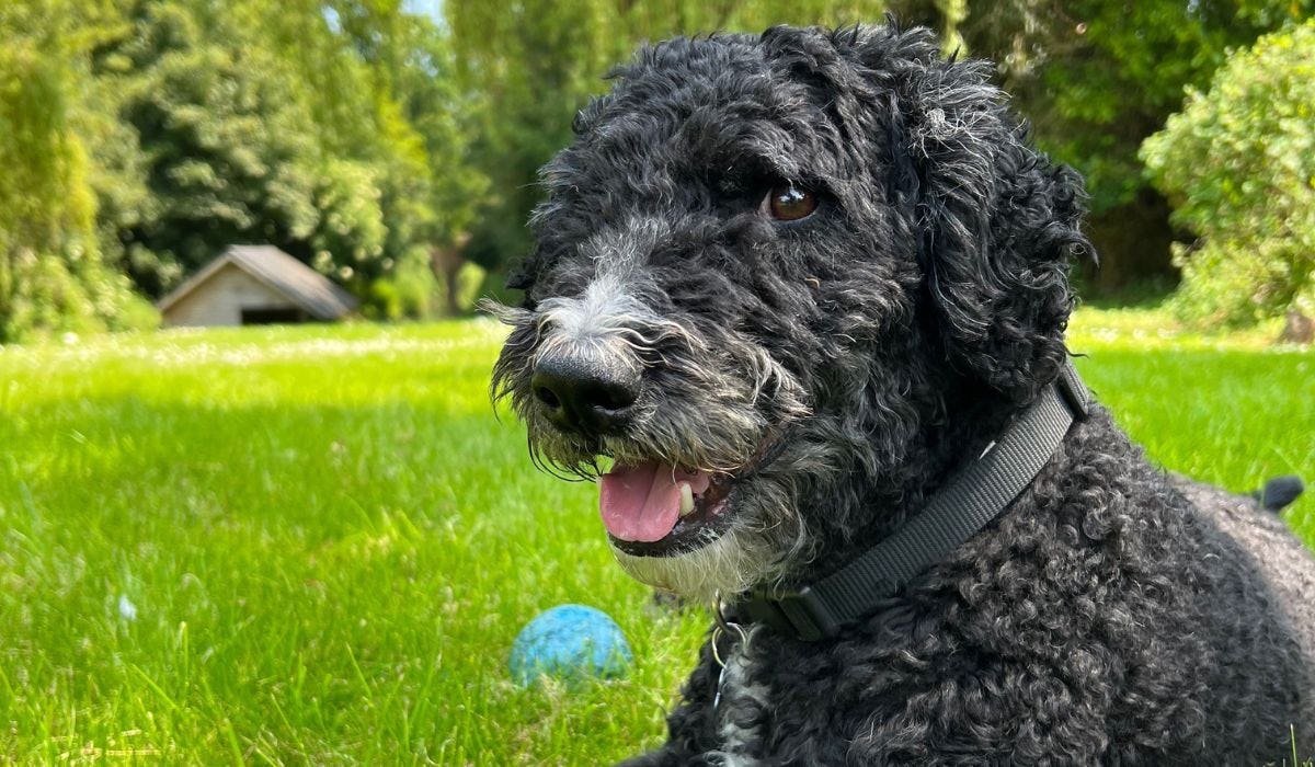 Spanish Water Dog breed guide: Care, training, and fun facts