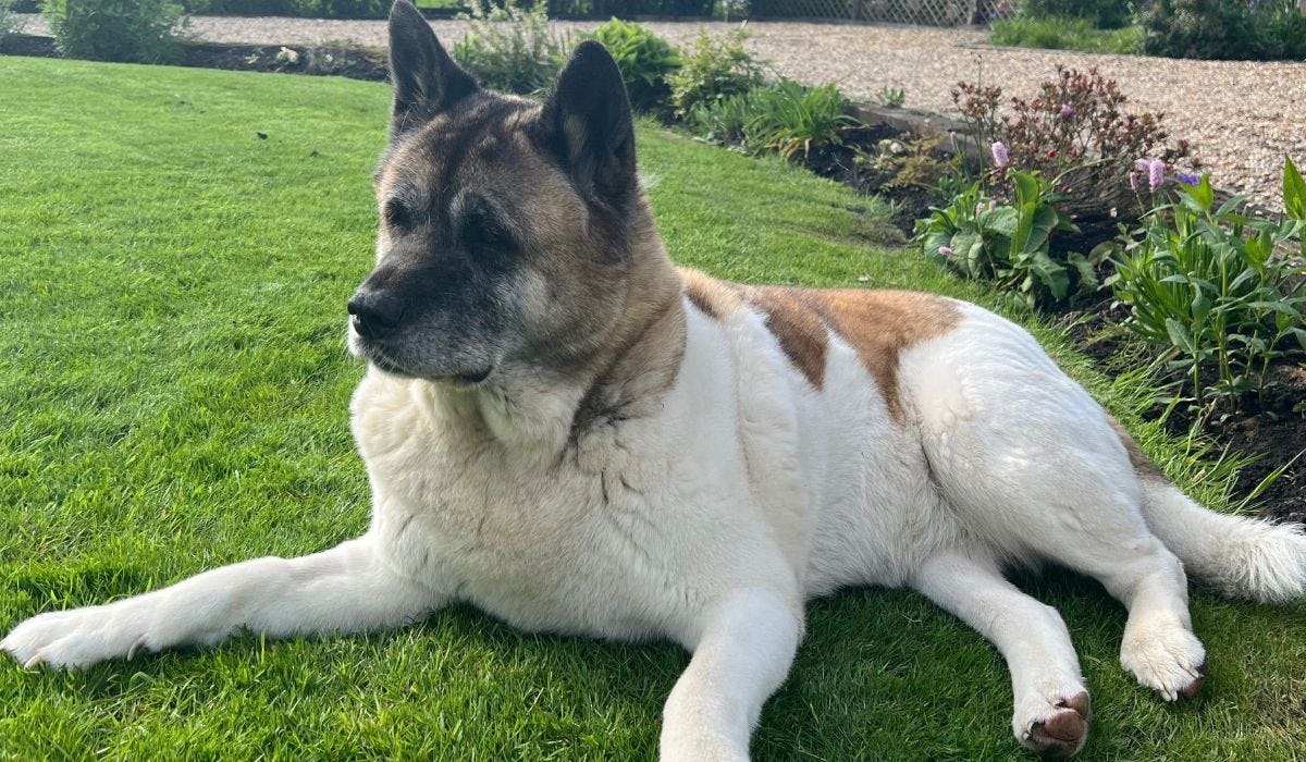 Akita breed guide: Care, training, and fun facts