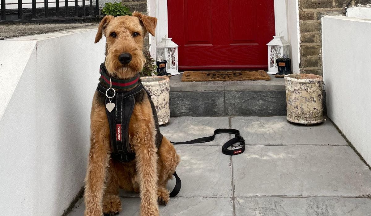 Airedale Terrier breed guide: Care, training, and fun facts