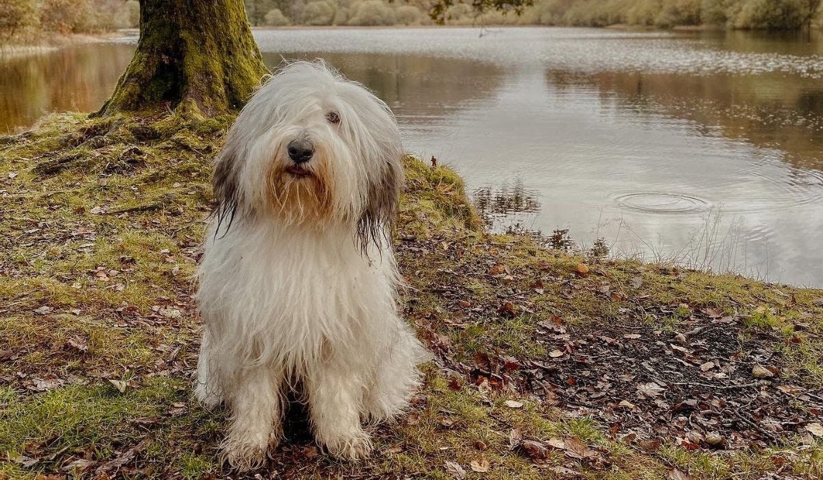 Bearded Collie breed guide: Care, training, and fun facts