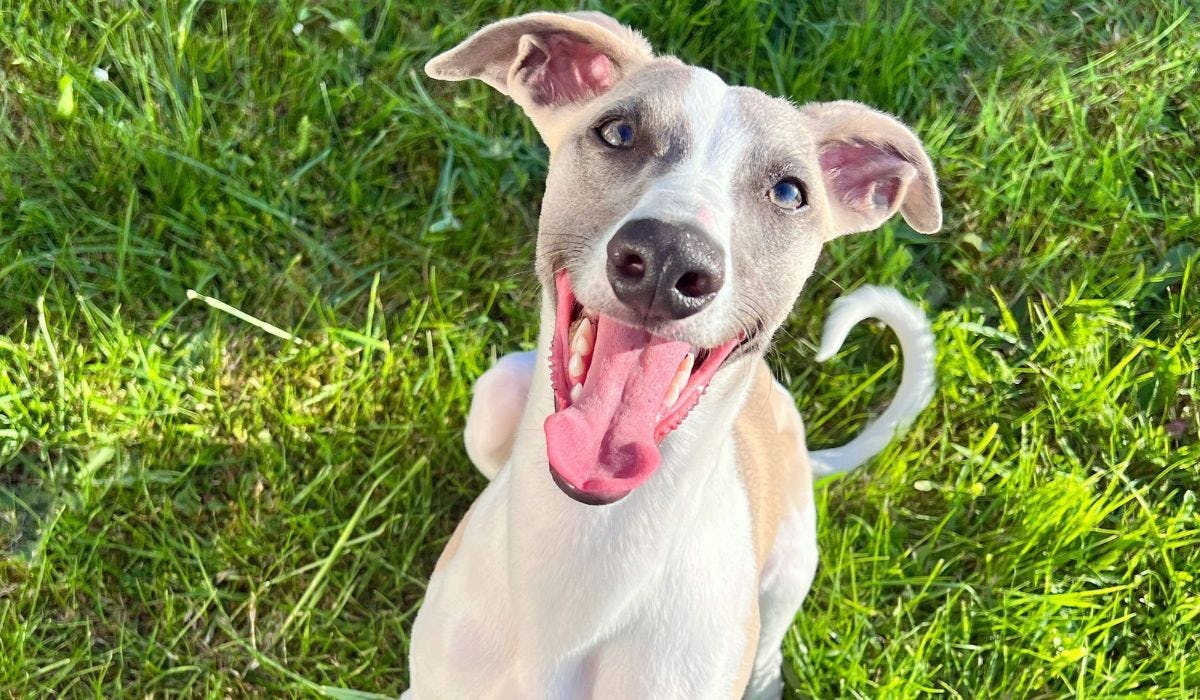 Whippet breed guide: Care, training, and fun facts