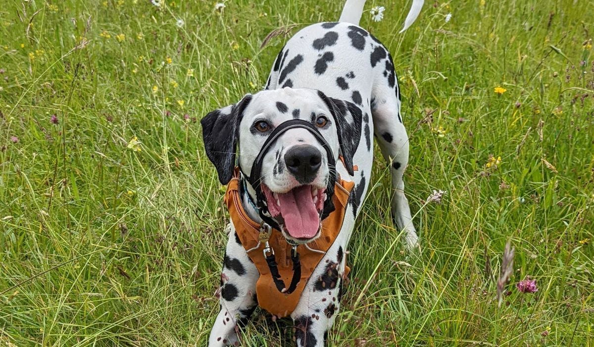 Dalmatian breed guide: Care, training, and fun facts