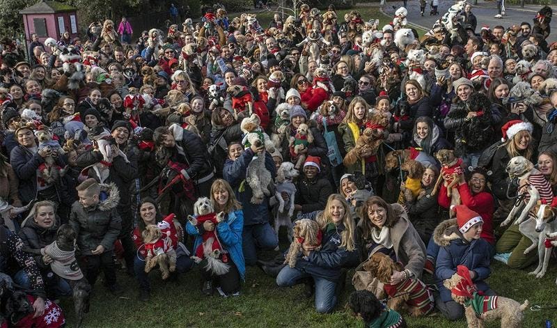 Doggy Christmas Jumper Day 2019