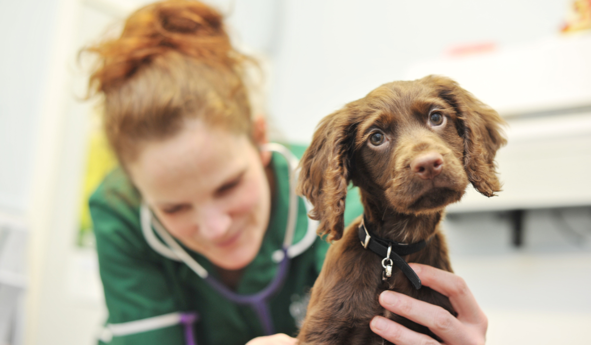 Dog vaccines: the importance of vaccinating your dog