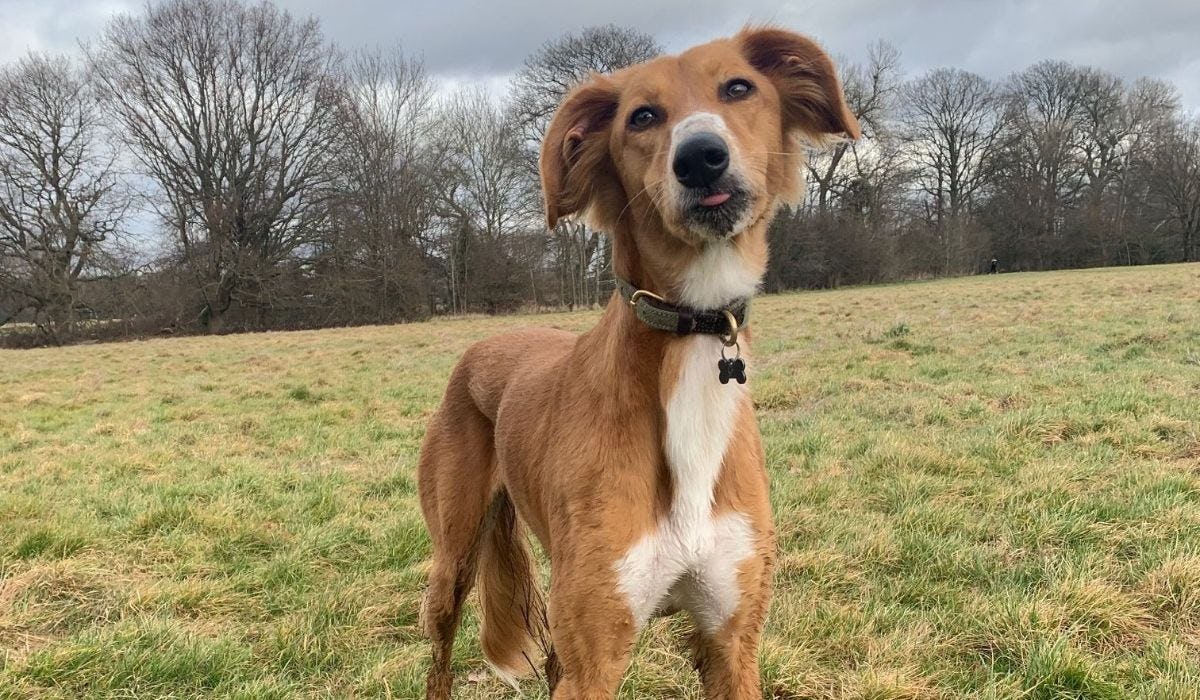 Saluki breed guide: Care, training, and fun facts