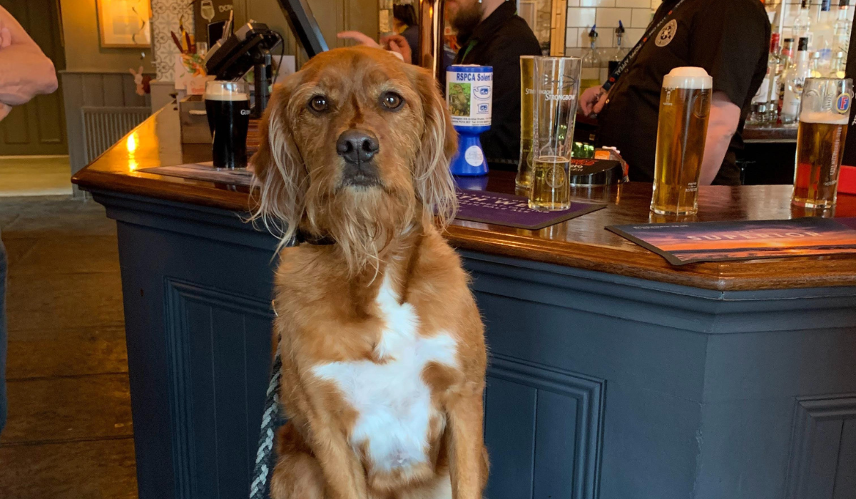 Dog friendly eateries in Northern Ireland