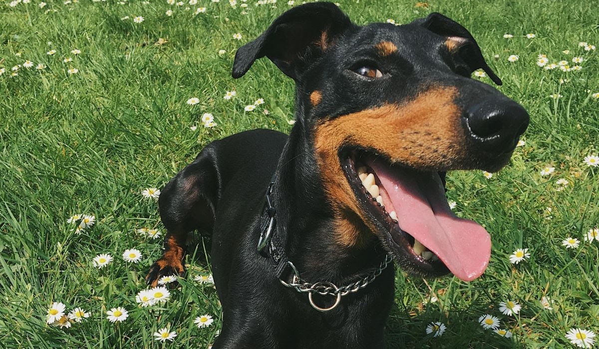 Manchester Terrier breed guide: Care, training, and fun facts