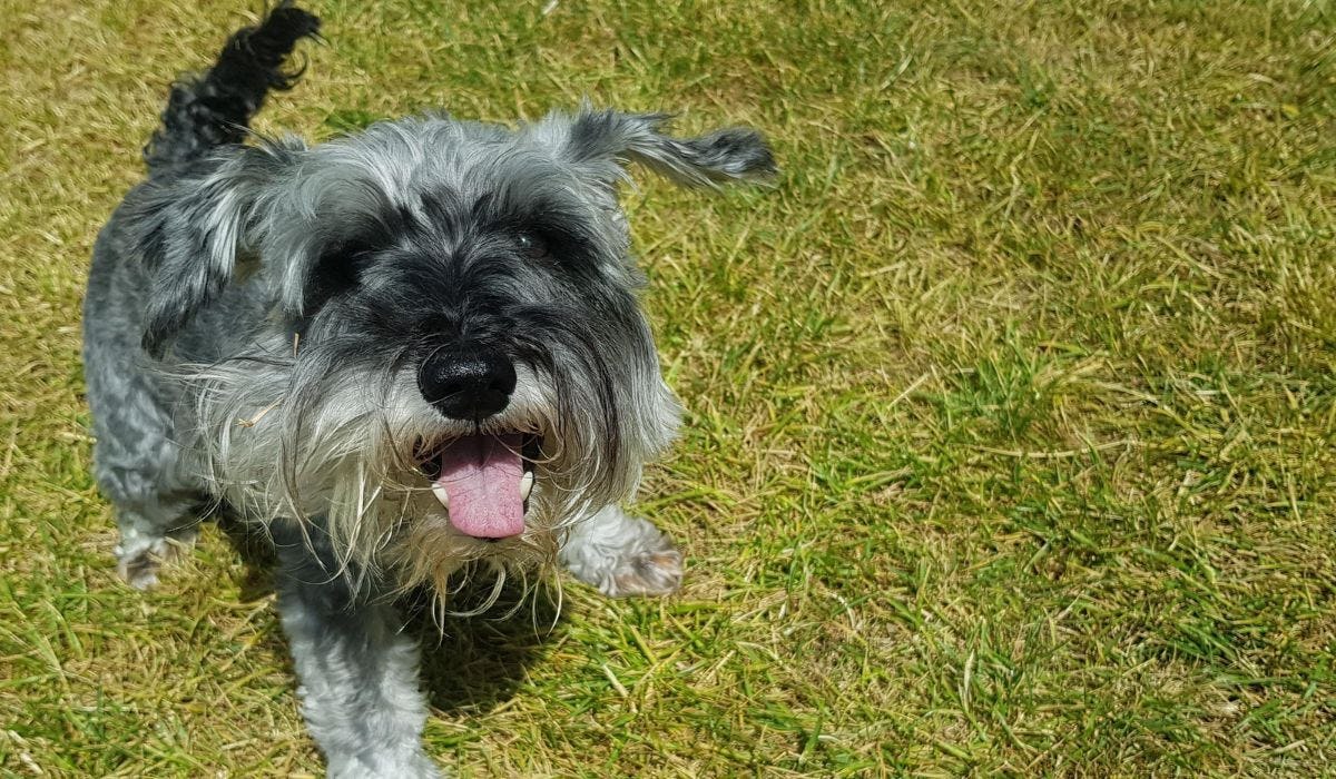 Schnauzer breed guide: Care, training, and fun facts