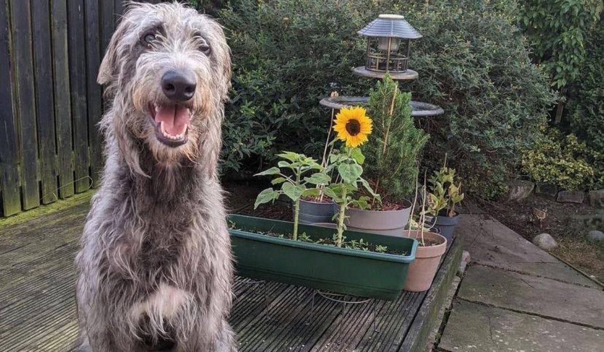 Deerhound breed guide: Care, training, and fun facts