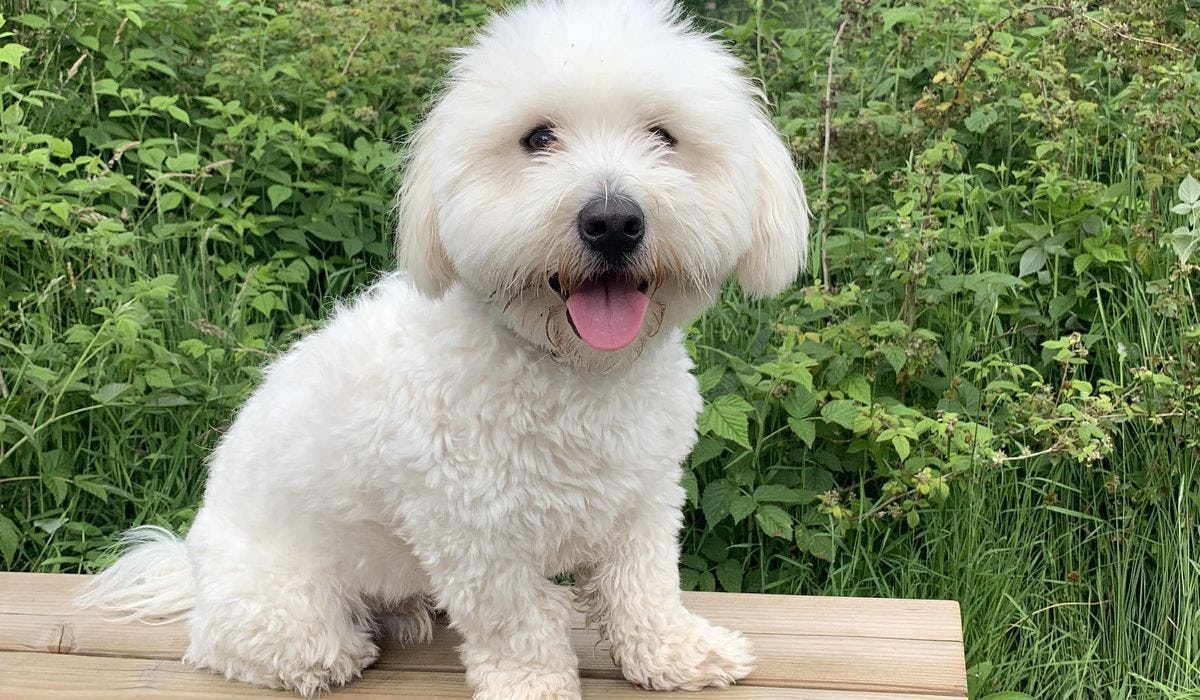 Coton de Tulear breed guide: Care, training, and fun facts