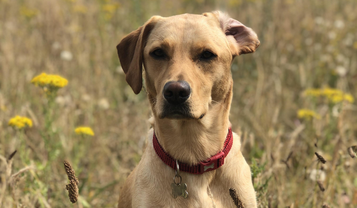 How to clean your dog's ears