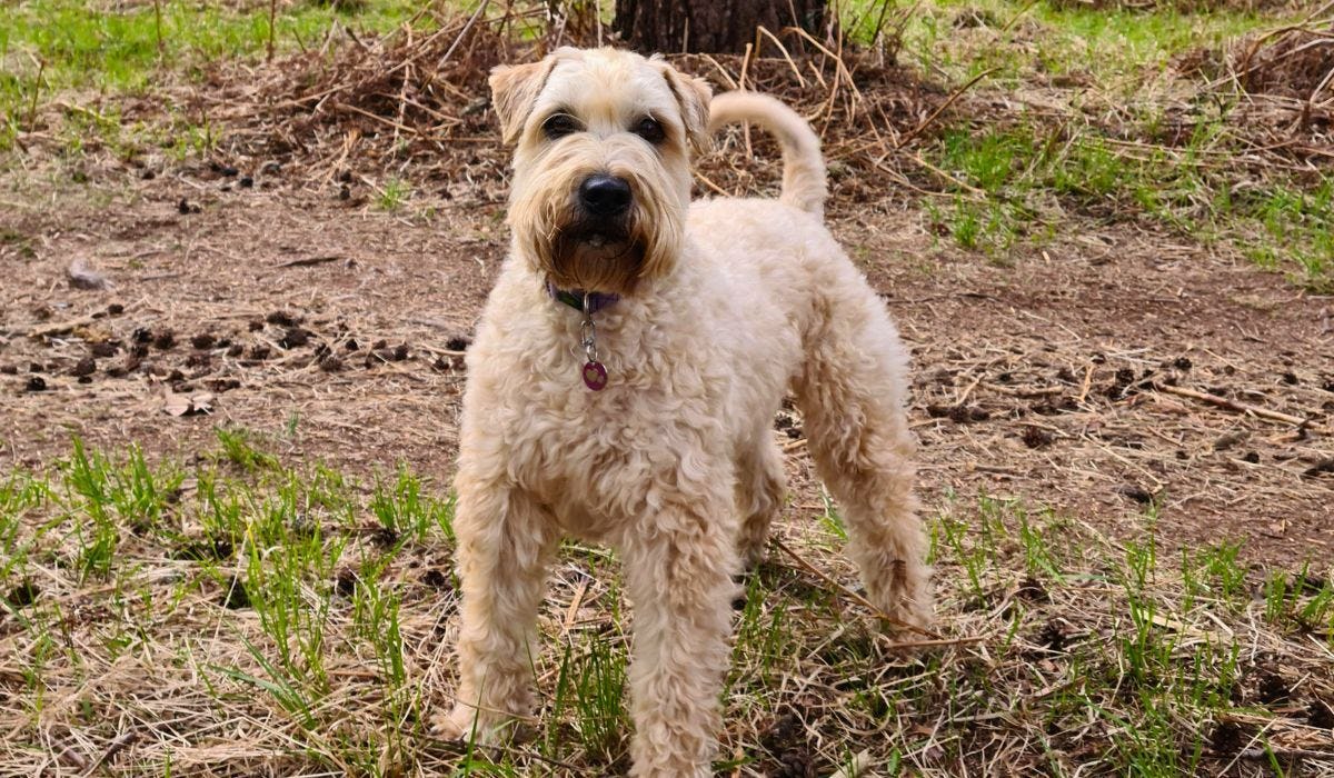 Wheaten Terrier breed guide: Care, training, and fun facts