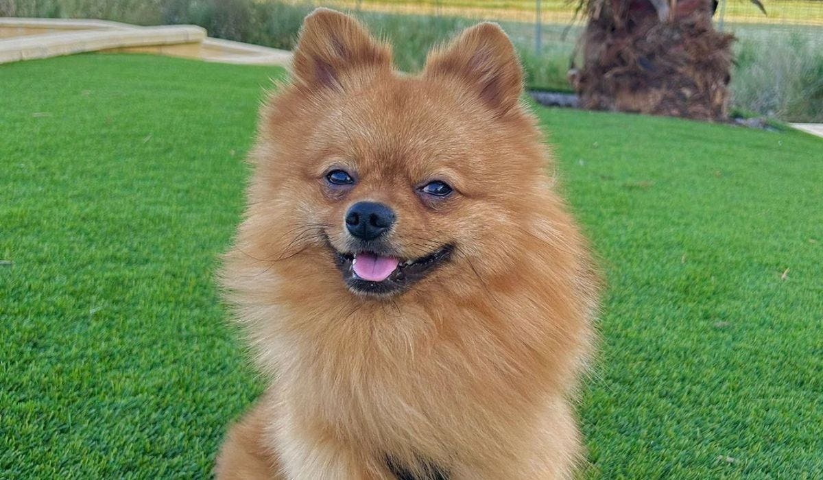 Pomeranian breed guide: Care, training, and fun facts