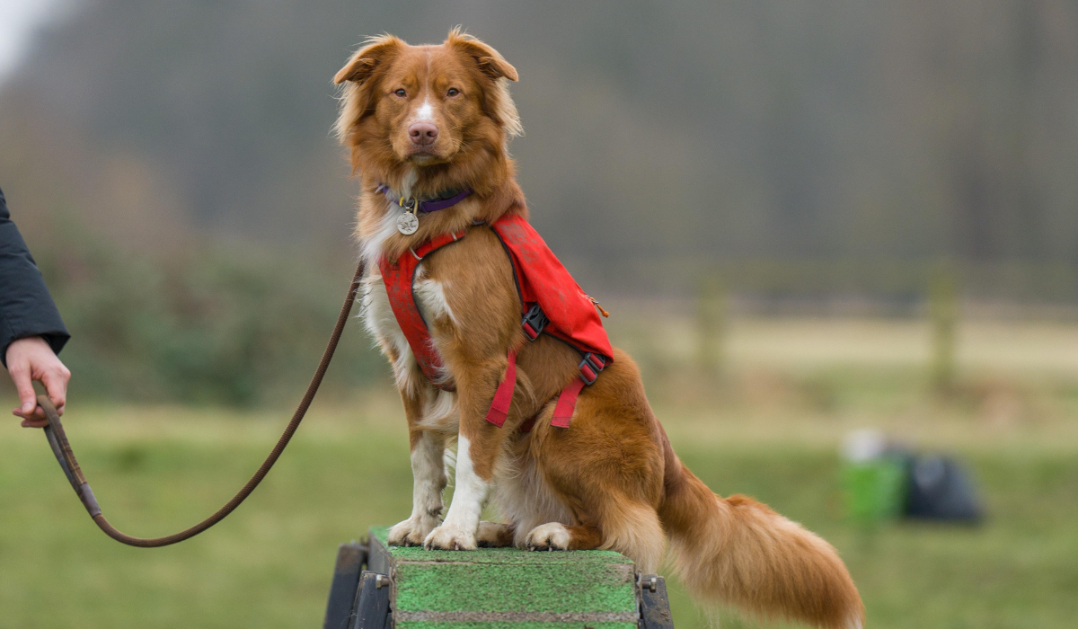 Nova Scotia Duck Tolling Retriever breed guide: Care, training, and fun facts