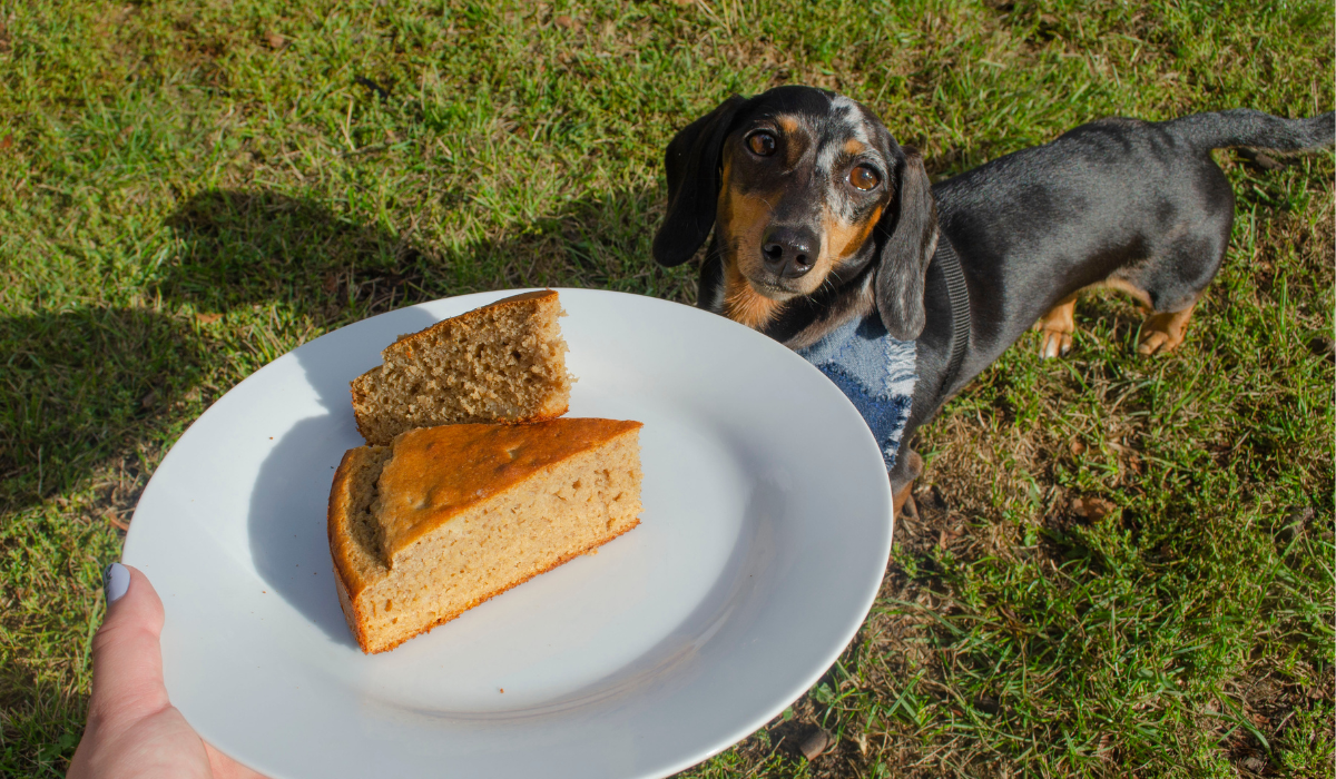 Doggy cheesecake 