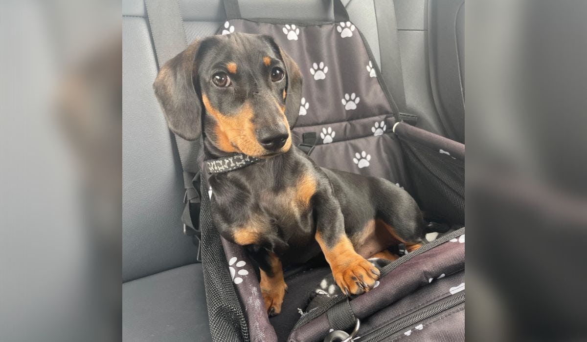 Best dog car seats: our favourites