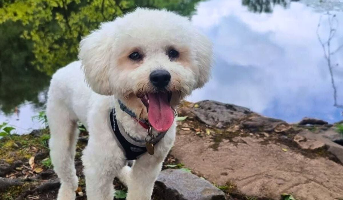 Bichon Frise breed guide: Care, training, and fun facts