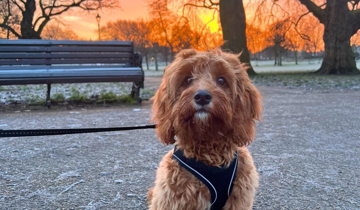 Best dog walks in Balham