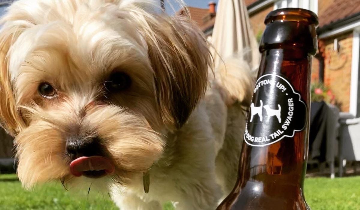 Discover the best dog friendly pubs in Cambridge