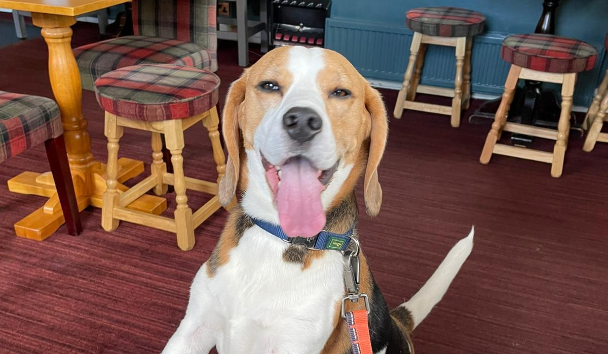 Dog friendly pubs & restaurants in Aberdeen