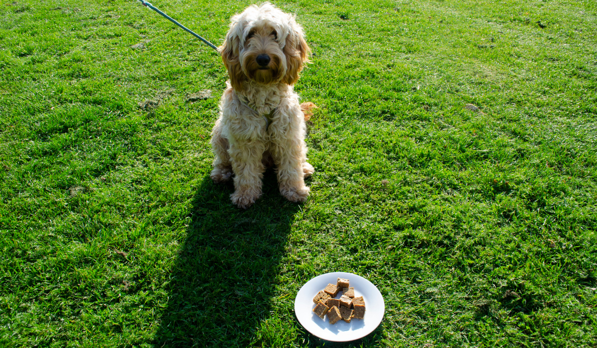 Easy and tasty, homemade dog friendly liver cake recipe