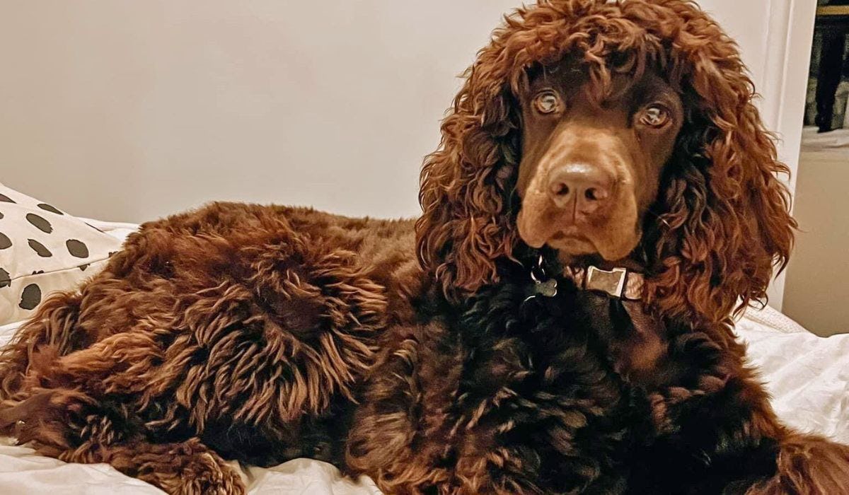 Irish Water Spaniel breed guide: Care, training, and fun facts