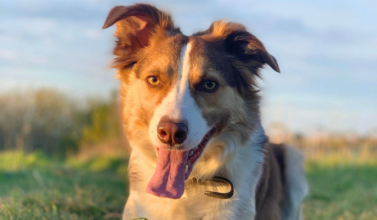 Border Collie breed guide: Care, training, and fun facts