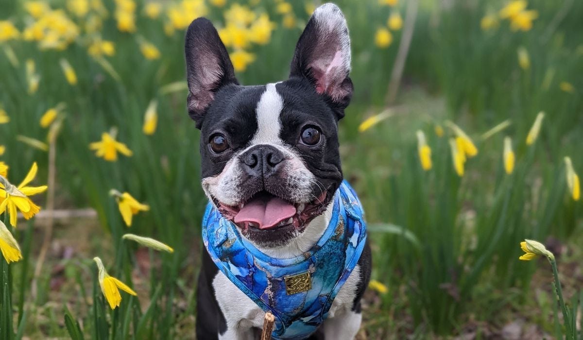 Boston Terrier breed guide: Care, training, and fun facts