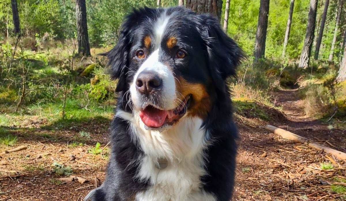 Bernese Mountain Dog breed guide: Care, training, and fun facts