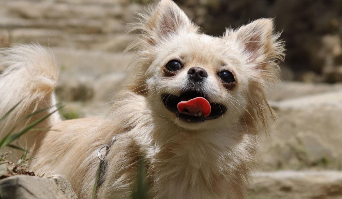 Long-Coated Chihuahua breed guide: Care, training, and fun facts