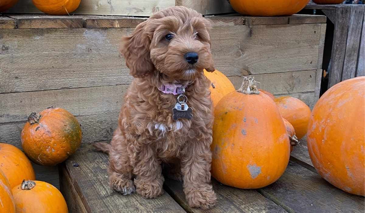 Halloween costumes for dogs