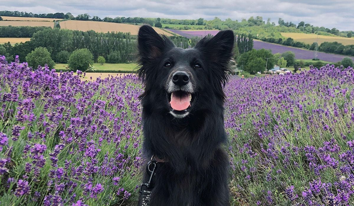 Insect Bites on Dogs