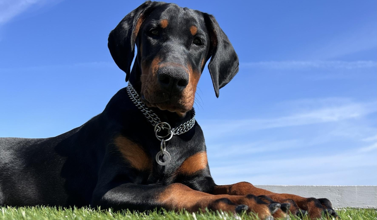 Doberman breed guide: Care, training, and fun facts