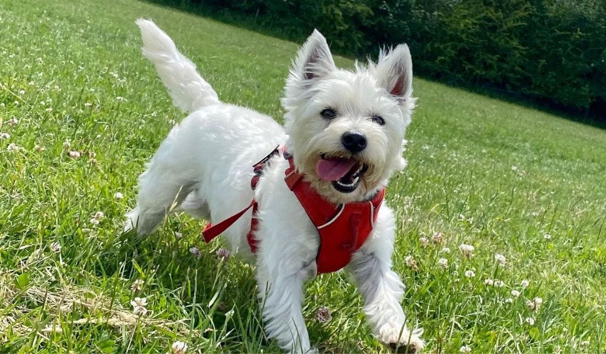 West Highland White Terrier breed guide: Care, training, and fun facts