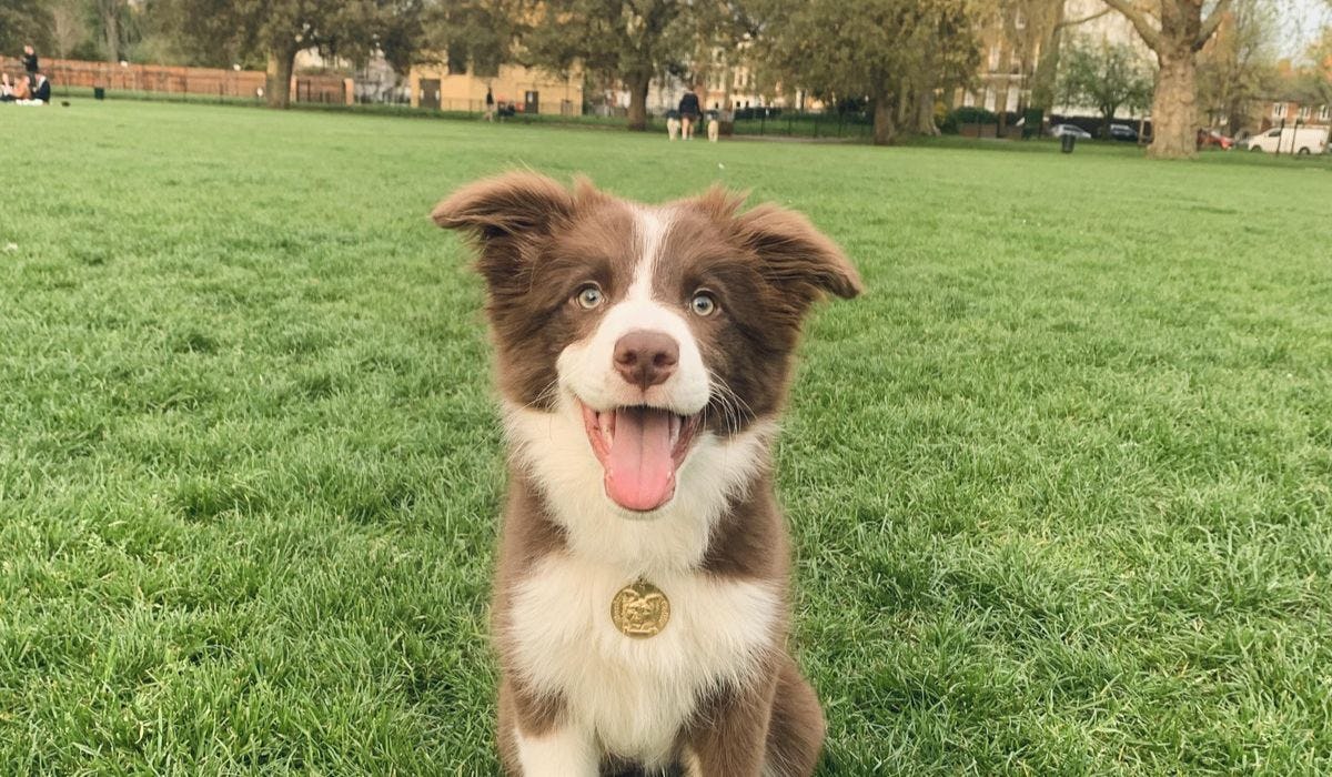 Dog friendly activities in Bristol