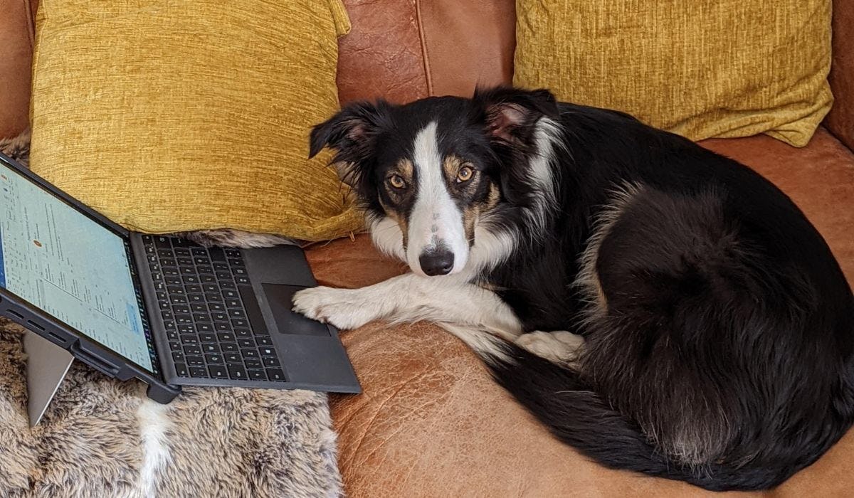 Dogs in the office - how can I take my dog to work?