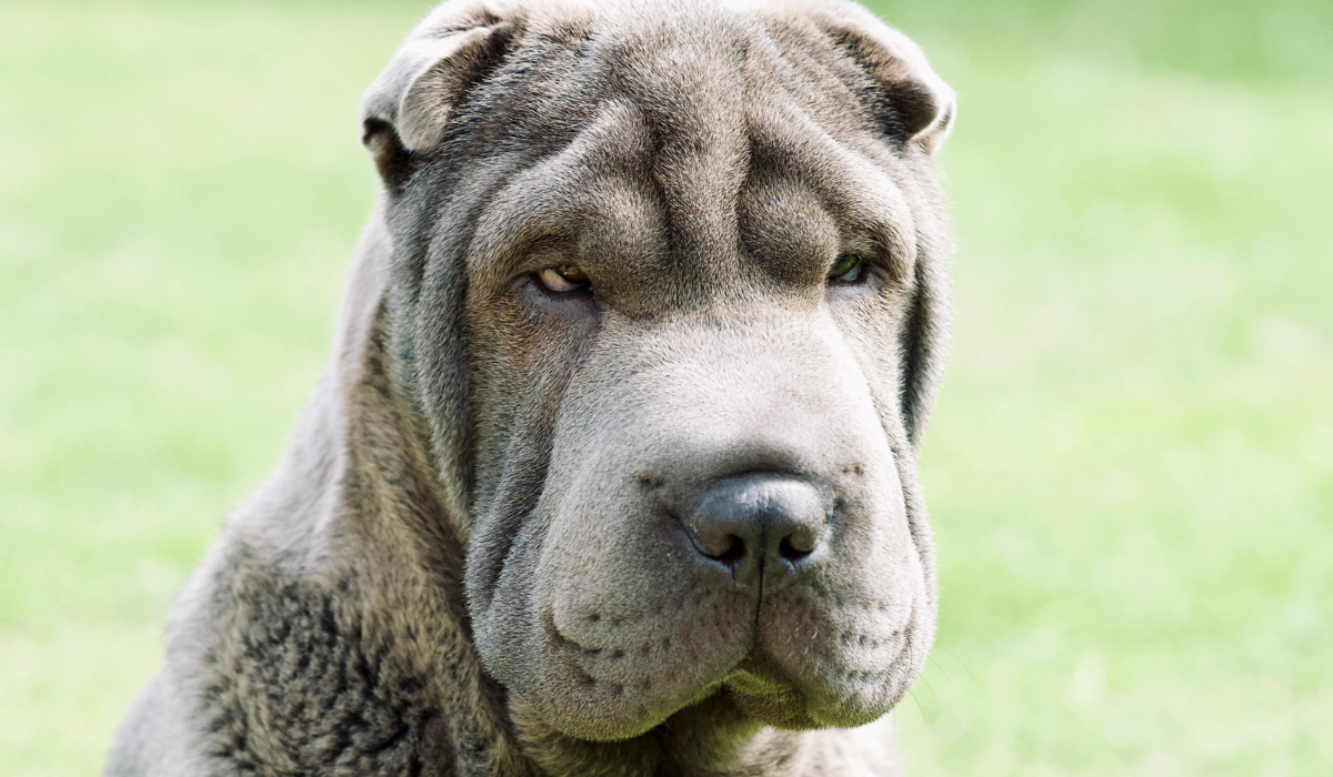 Shar Pei breed guide: Care, training, and fun facts