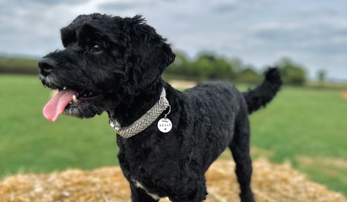 Best dog tags in the UK