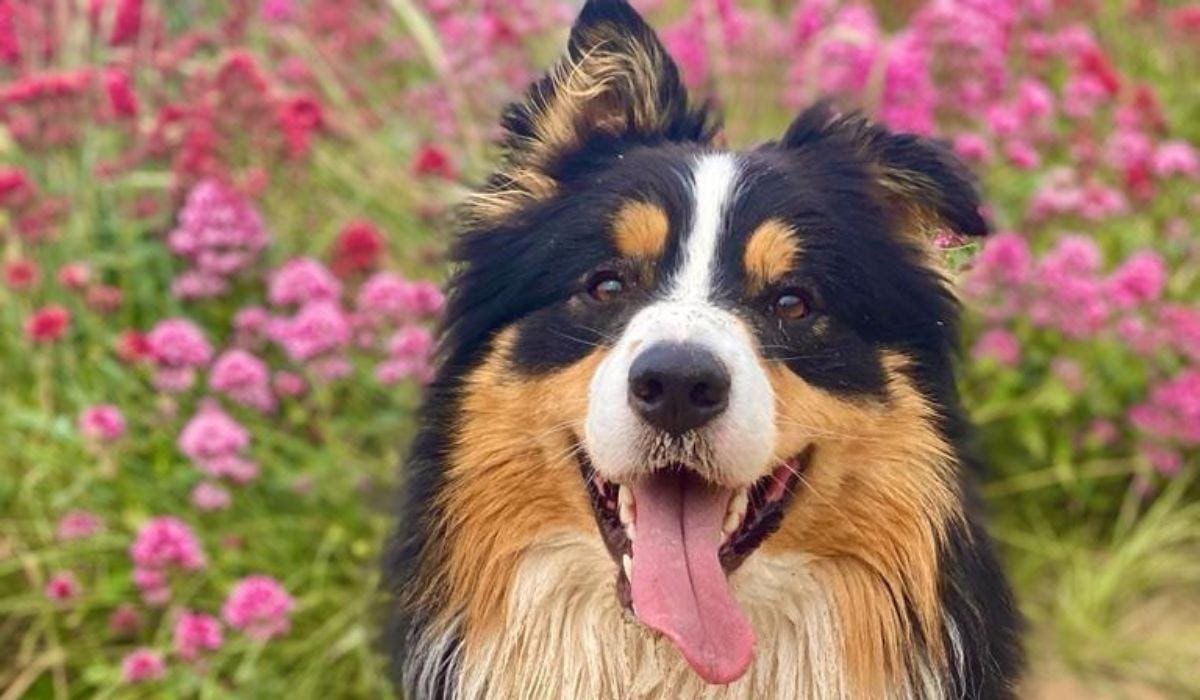 Australian Shepherd breed guide: Care, training, and fun facts