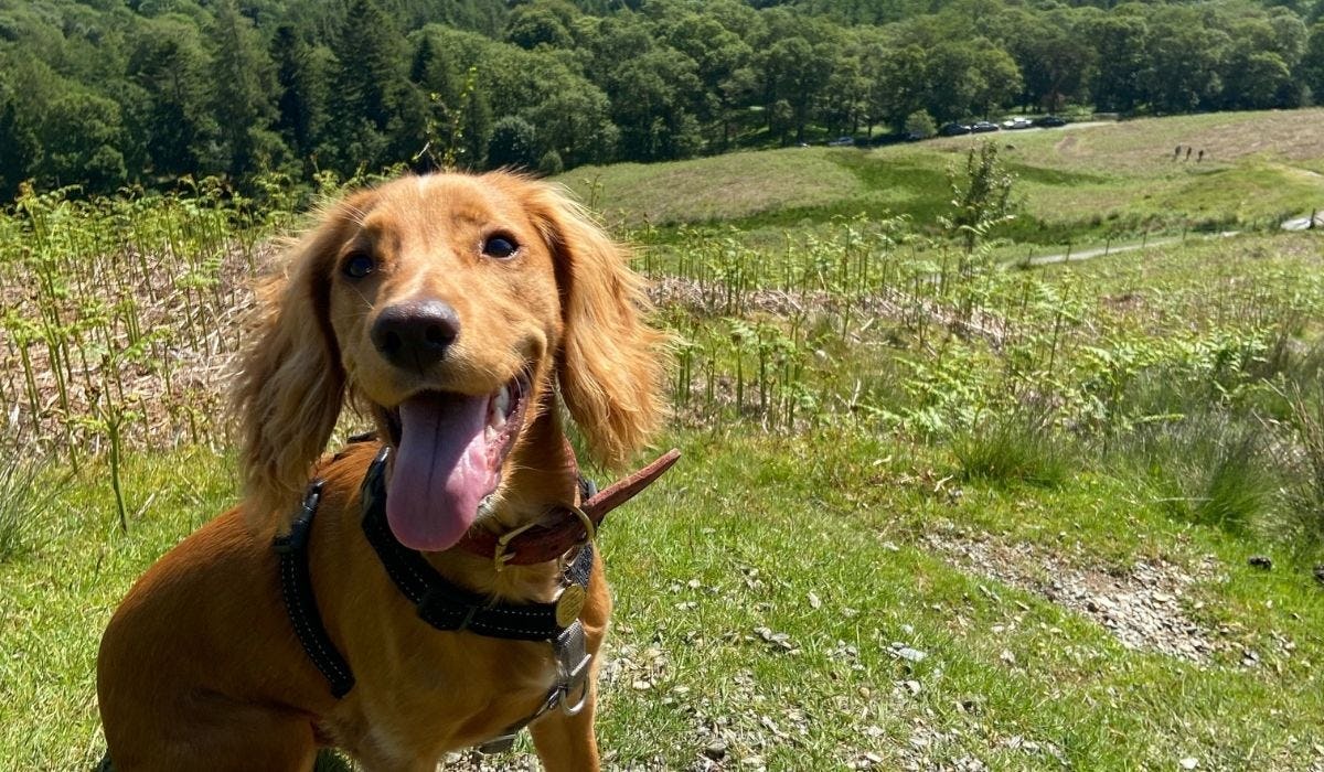 Best dog walks in Chester